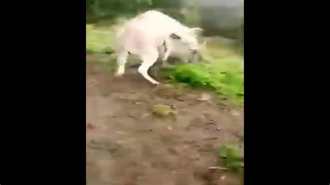 xnxx donki|Donkey Porn Videos .